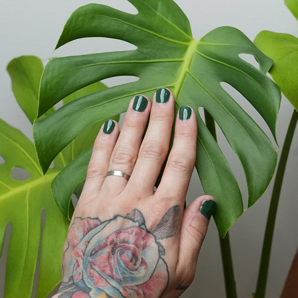 Monstera